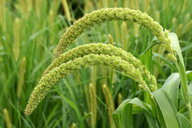 MILLET PISTON - Foxtail Millet - Setaria italica - 25+ graines ...