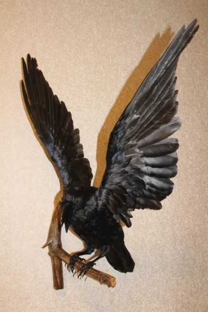 #53 Taxidermy Stuffed Bird Carrion Crow (Corvus Corone) Eurasian Raven Gothic