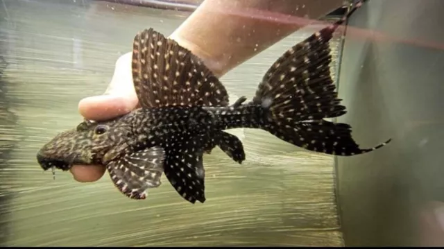 Polka Dot Cactus Pleco - Pseudacanthicus sp. L097 / L97