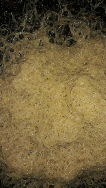 White worm Starter culture  Organic fish/frog/newt food FREE SHIPPING!