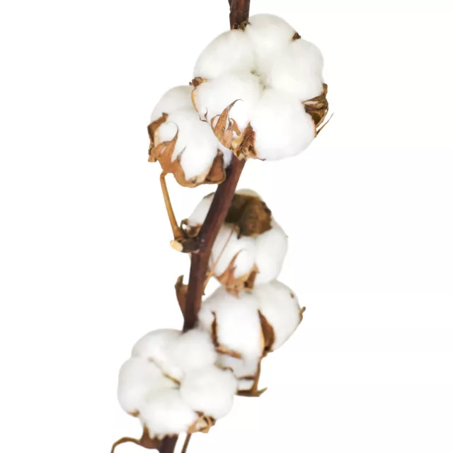 Echte Baumwolle getrocknet Baumwollzweig echte Pflanze Deko haltbar Alle Grössen