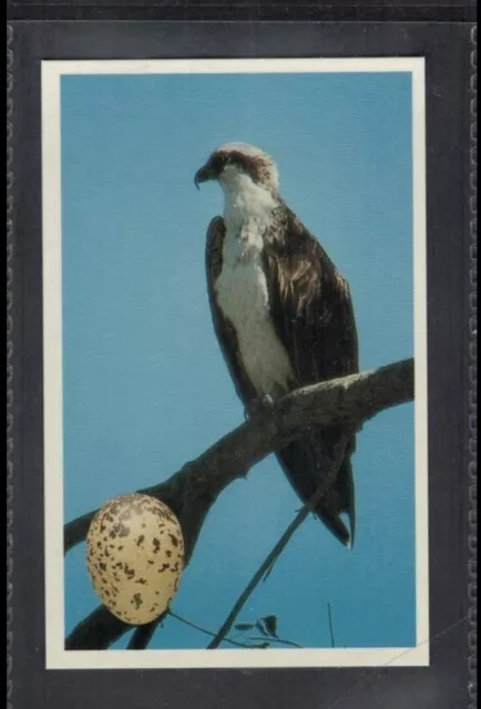 OSPREY - 25 + year old English Trade Card # 10