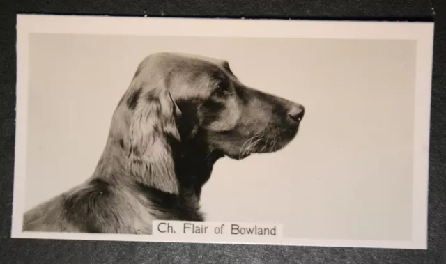 IRISH SETTER  Vintage 1930's Show Champion Photo Card  CD25M