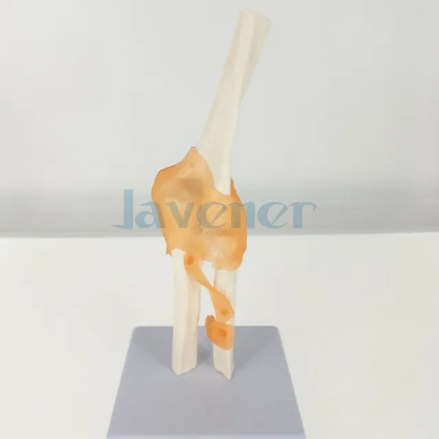Elbow Joint Anatomical Model Skeleton Human Medical Anatomy Life Size
