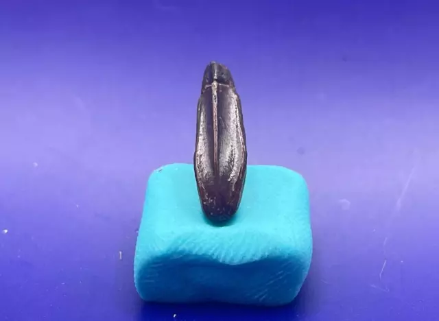 Edmontosaurus Tooth Genuine Dinosaur Fossil