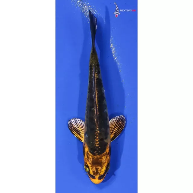 3.5" ORENJI MATSUBA Koi live fish standard fin nextdaykoi NDK