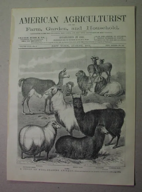 1871 print - WOOL-Bearing Animals - SHEEP llama ALPACA cashmere merino moufflon