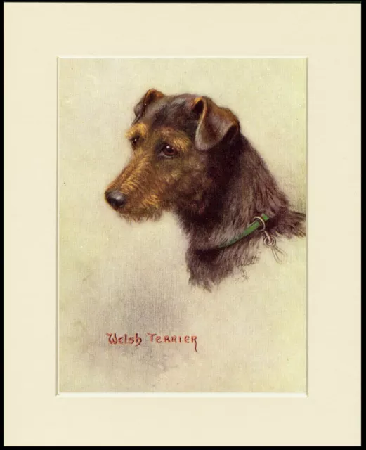 Welsh Terrier Lovely Dog Head Study Print Mounted Ready To Frame