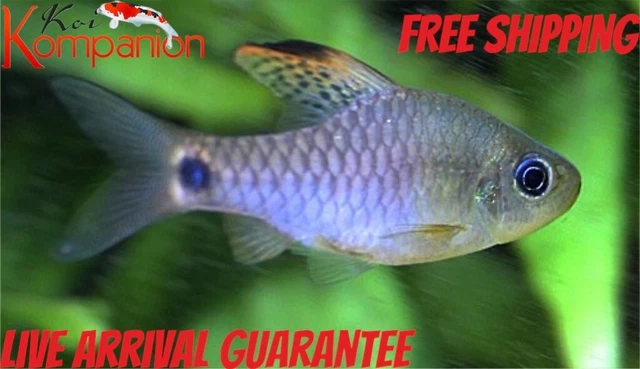 3/5/10/20X Drapefin Barb Live Fish Free Shipping Koi Kompanion