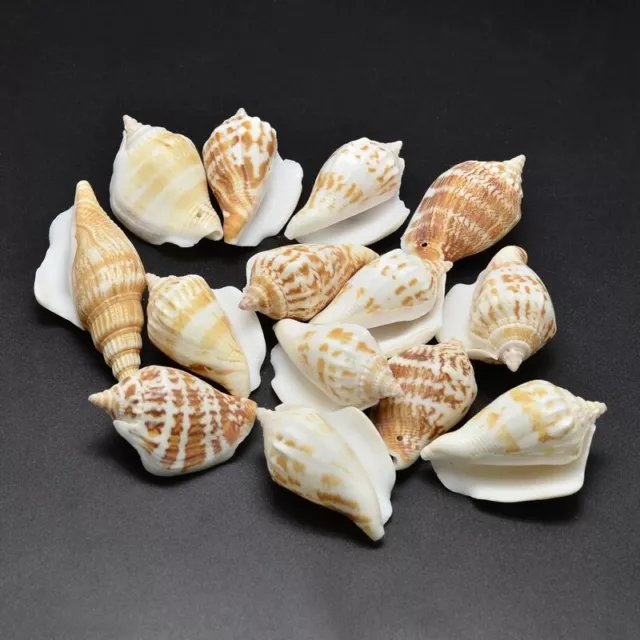Natural Conch Shell Beads ~ 1.5" to 1.75" long w/ drilled hole for wire or cord