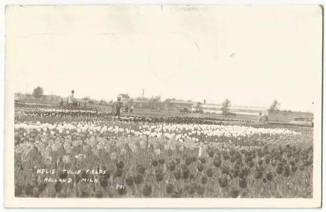 Holland Michigan MI ~ Nelis Dutch Village Tulip Fields Farm RPPC Real Photo 1935