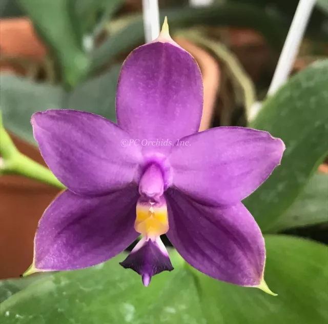 Phal. violacea  var. coerulea  Indigo - Blooming Size!!