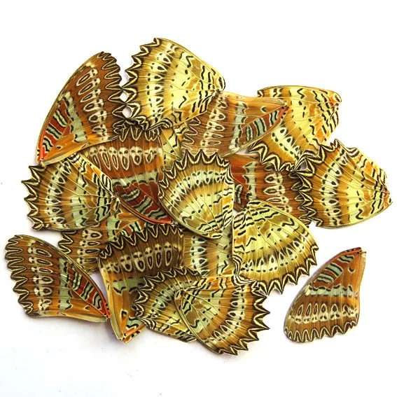 GIFT 20 pcs REAL BUTTERFLY wing material  DIY artwork jewelry  #42_B