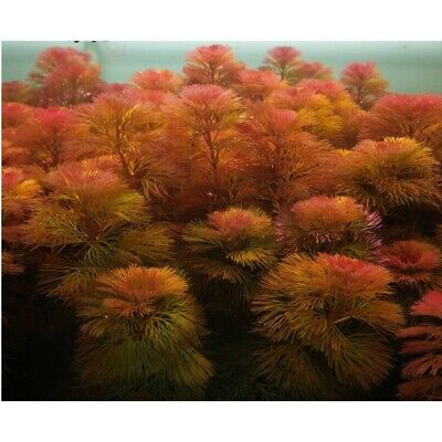 Cabomba Furcata Red Fresh-cut | Live Aquarium Plants BUY2GET1FREE*