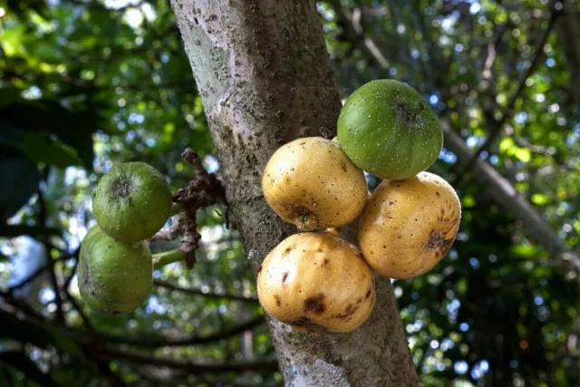 PACCHETTO GRANDE FICHI da 6 varietà - 290+ semi Seeds FICUS ALBERO DA FRUTTO BULK V 126 3