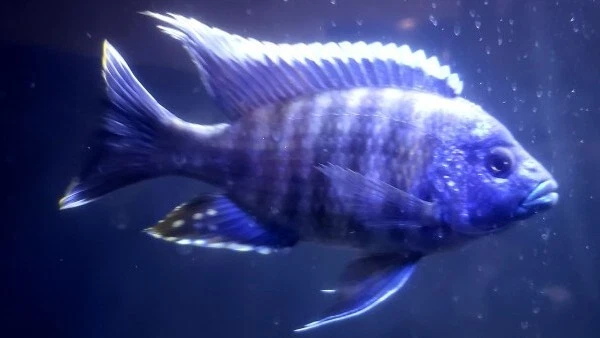 5x Blue Peacock Cichlid  (1.75-2.25") Live Fish 2Day Fedex Shipping