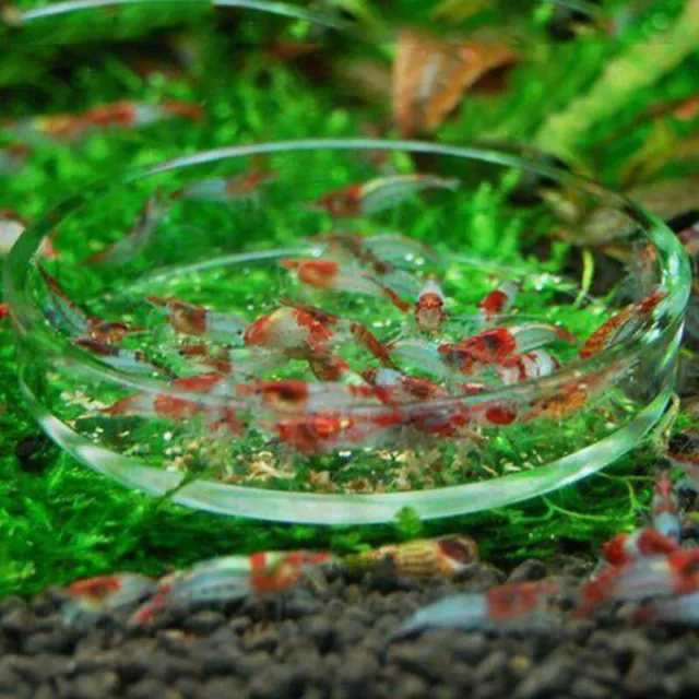 Clear Glass Shrimp Feeding Food Dish Feeder Tray Round Aquarium Feeding Bowl`;v