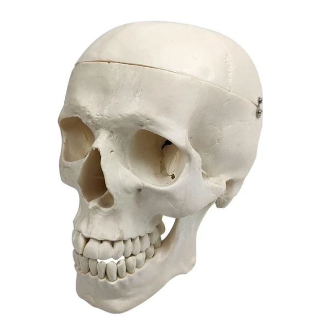 1pc Humain Modèle De Crâne 1: 1 Grandeur Réelle Réplique Tête Humaine 3D