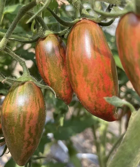 Lot de 50 graines de tomates anciennes ou Rares