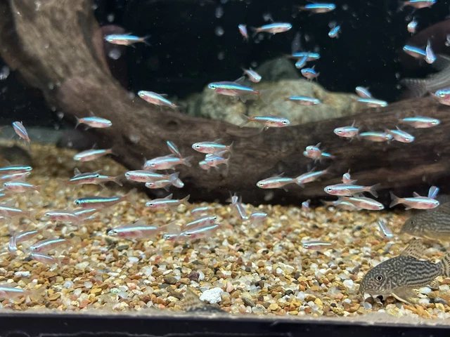 Albino Cardinal Tetra .75-1” (Pack of 10) Live Freshwater Tropical Aquarium Fish