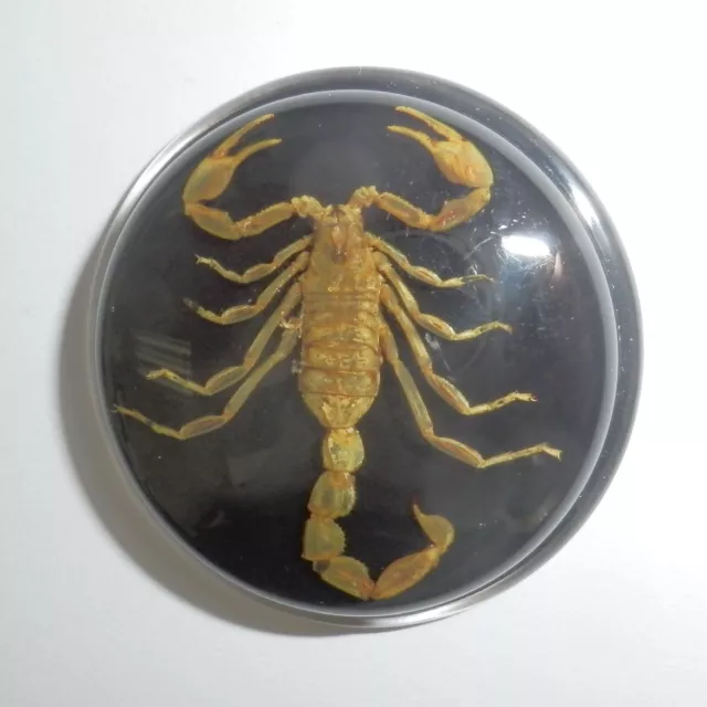 Insect Cabochon Golden Scorpion 38.5 mm Round inner 35 mm on Black 1 piece Lot