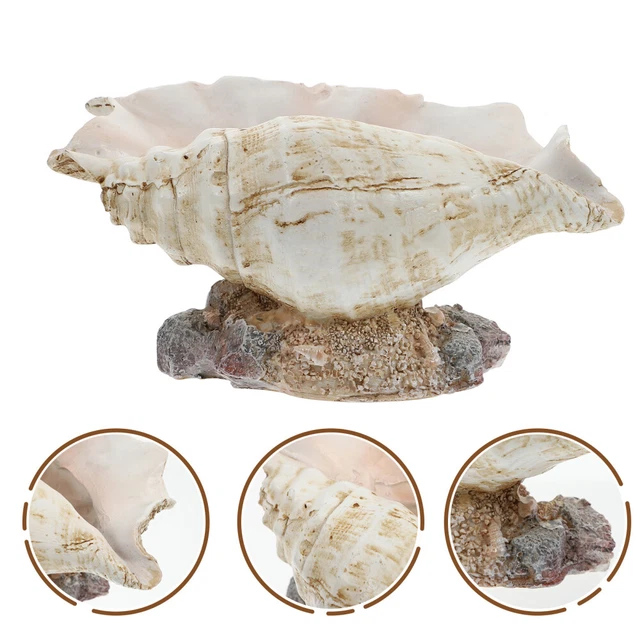 1pc Conch Blumentopf Tiny Schreibtisch Pflanzer Conch Sukkulenten Topf