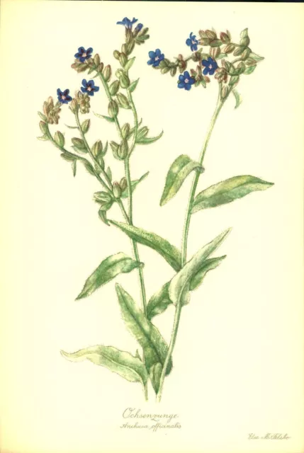 Ochsenzunge (Anchusa officinalis). Kunstdruck nach Aquarell von Elsa M. Felsko.