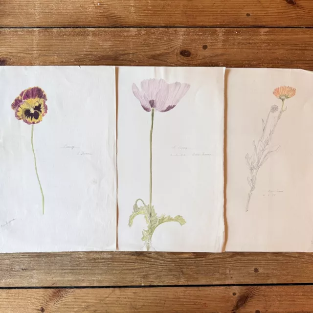 Vintage Watercolour Paintings Flower Studies Botanical 1950’s