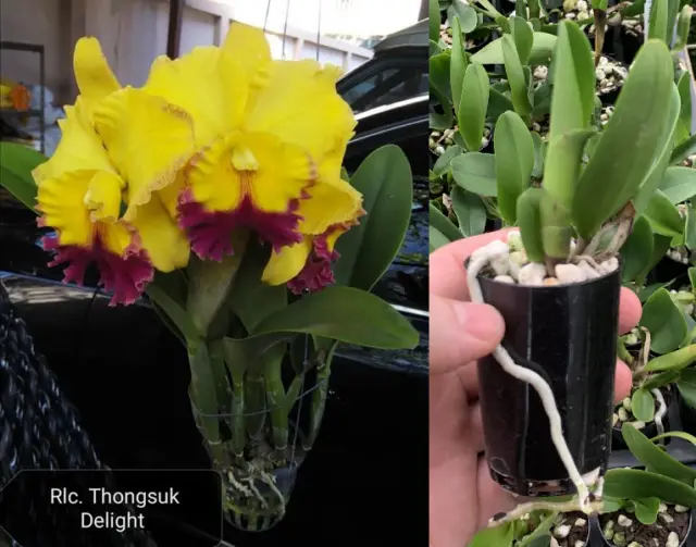 RON Cattleya Orchid Rlc. Atardecer Palmareño 'Thongsuk  MERICLONE 50mm Pot Size