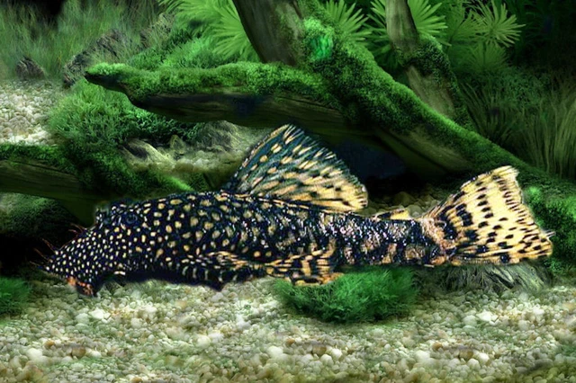LF brown ancistrus Bristlenose  - Live Aquarium Fish - USA Breeder / Hybrid