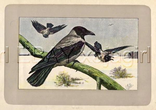 BIRD Crow Hooded Crow, Hoodiecrow, Rare Antique 100-Year-Old French Bird Print