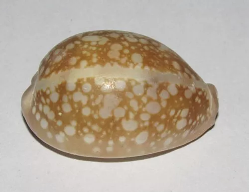 42 mm GREAT Cypraea Nivosa Cowrie Seashell Phuket Thailand Combine Ship