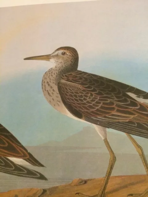 Pectoral Sandpiper Audubon Bird Print Picture Poster 180