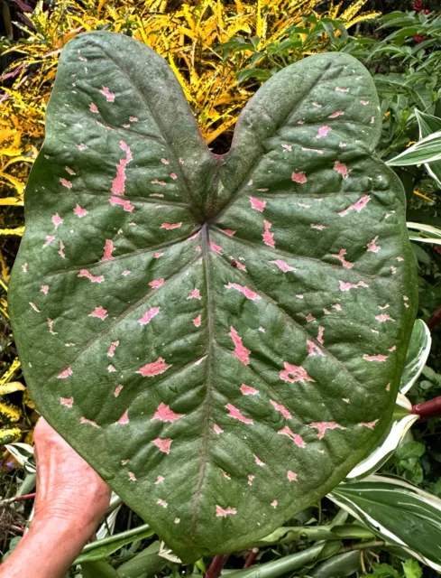 Caladium Tropical Indoor Outdoor Plant #16 Vibrant Colours | Colly Dolly EXPRESS