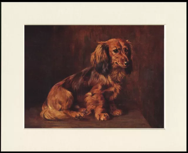 Dachshund Long Haired Seated Dog Lovely Dog Print Mounted Ready To Frame