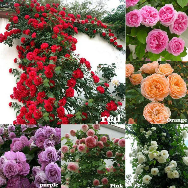 100Pcs Climbing Rose Rosa Multiflora Perennial Fragrant Flower Seeds Home Decor