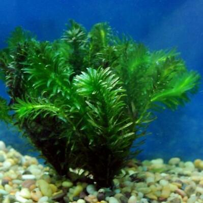 *BUY 2 GET 1 FREE* Anacharis Elodea Egeria Densa Easy Live Aquarium Plants ✅ 2