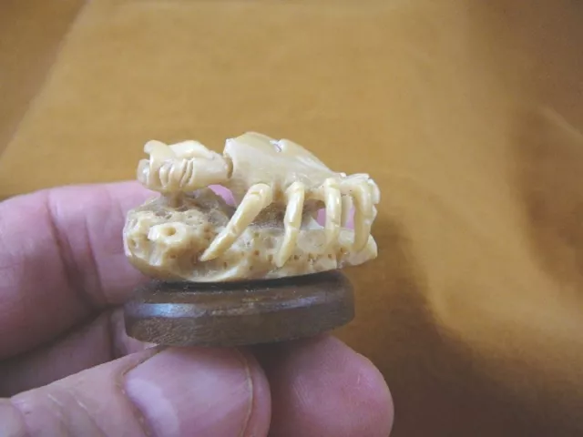 (tb-crab-7) little tan crab TAGUA NUT palm figurine Bali sea shore crabs