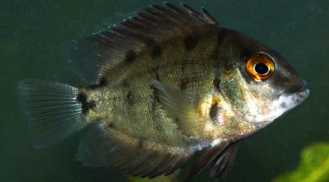 1 Juvenile Unsexed Freshwater Uaru Triangle Cichlid Live Tropical Aquarium Fish