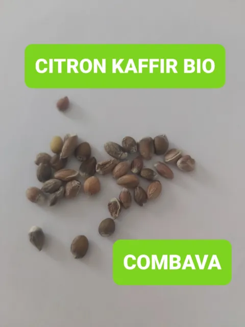 20 graines de CITRON KAFFIR BIO / COMBAVA (citrus Hystrix citron tropical)