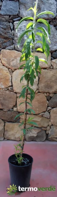 Pianta di pesche Albero pesco Cardinal - Speciale imballaggio protettivo