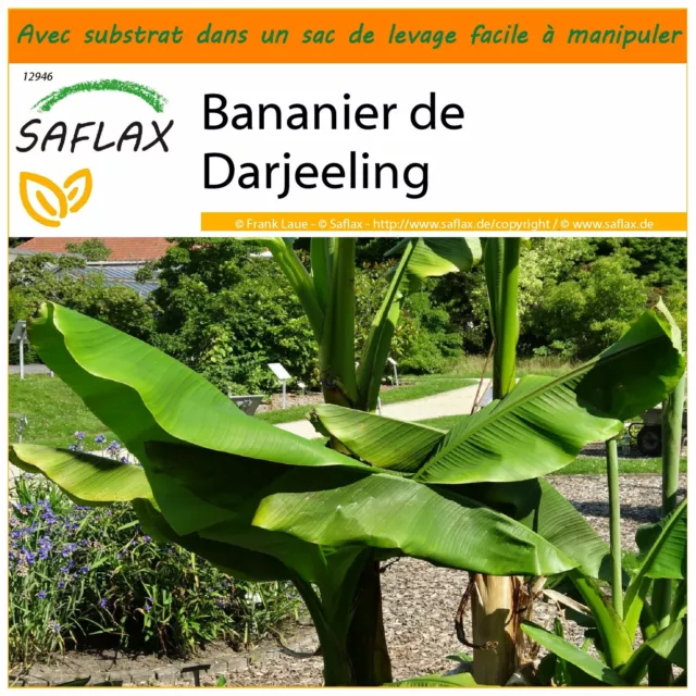 SAFLAX Jardin dans le sac - Bananier de Darjeeling - 5 graines - Musa