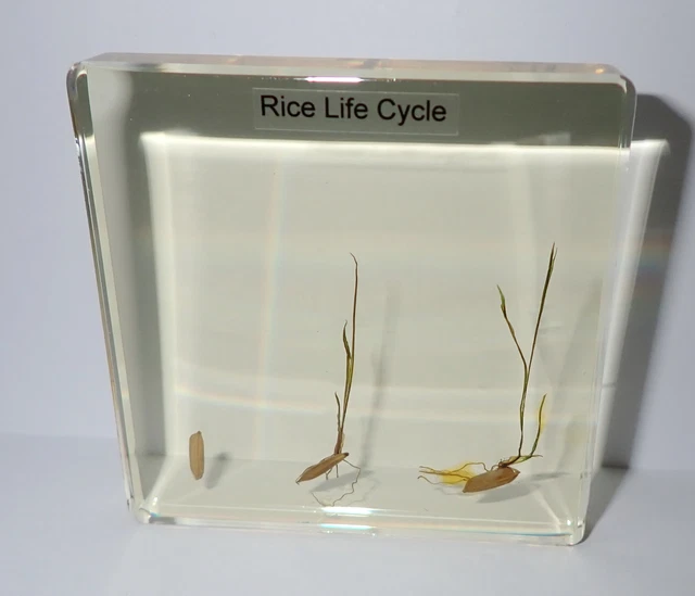 RICE GERMINATION 3 Stage Life Cycle Simplified Set Learning Aid Amber ...