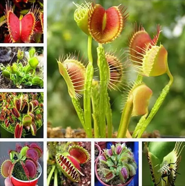 8 Pieces Venus Fly Trap Feeding Tweezers Carnivorous Plant Food