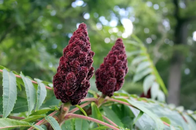 ☺40  graines de vinaigrier /sumac