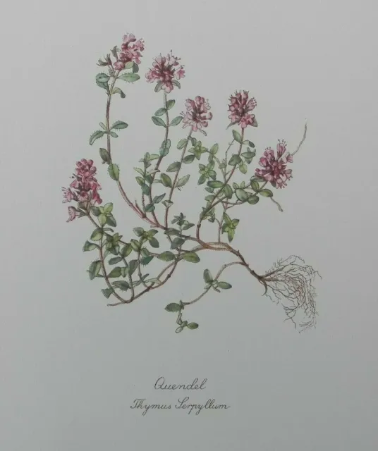 Thymian Thymus serpyllum  Quendel Heilpflanze Farbdruck 1954 Elsa M. Felsko