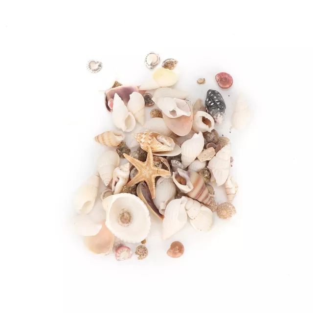 1 Box Small Sea Shells Assorted Seashells Ocean Conch Crafts DIY Gift Decoration