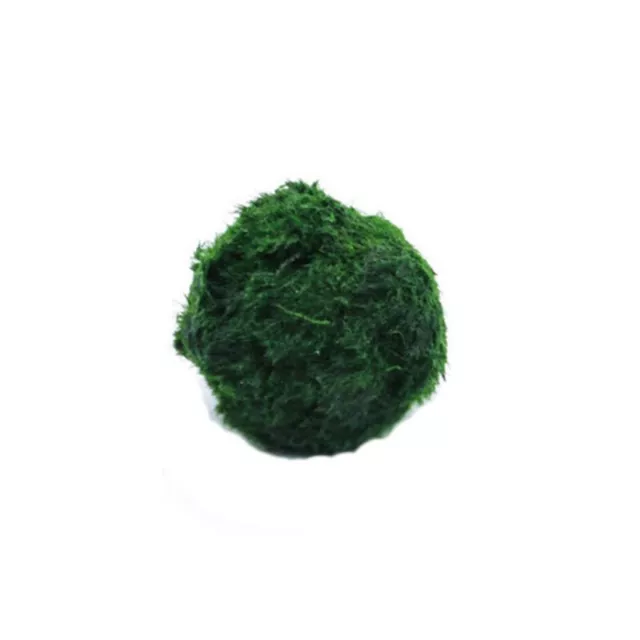 3-4cm Marimo Moss Balls Live Aquarium Plant Algae Fish Shrimp Tank Ornament