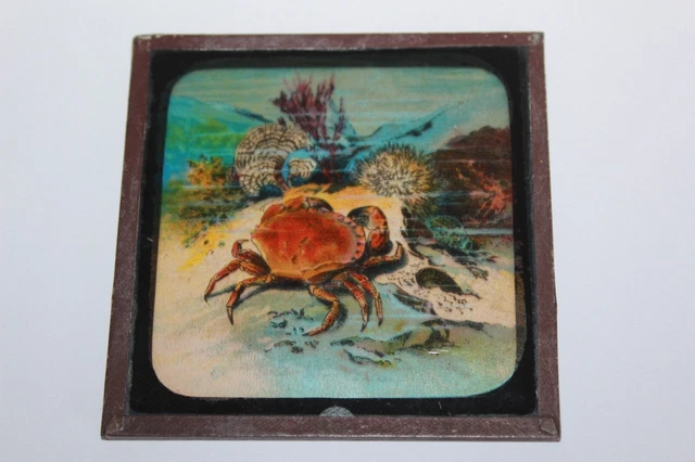 ANTIQUE COLOURED MAGIC LANTERN SLIDE SEA BED MARINE CRAB No 19