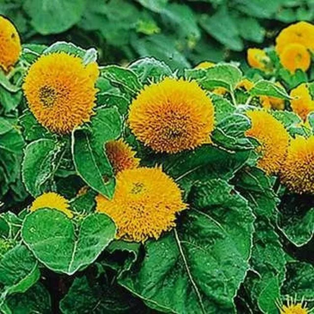 Sunflower- Teddy Bear- 100 Seeds- BOGO 50% off SALE